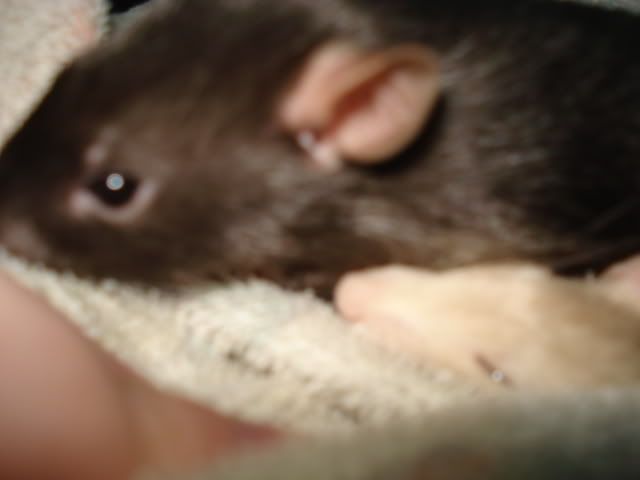 Miles &amp; Allan say Hello (Rat pics!)
