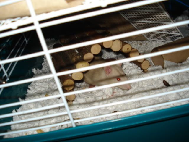 Miles &amp; Allan say Hello (Rat pics!)