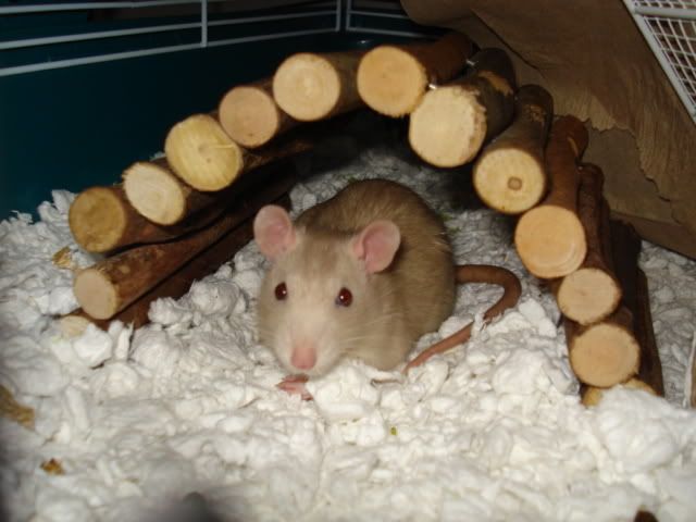 Miles &amp; Allan say Hello (Rat pics!)