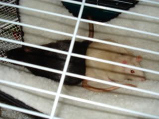 Miles &amp; Allan say Hello (Rat pics!)