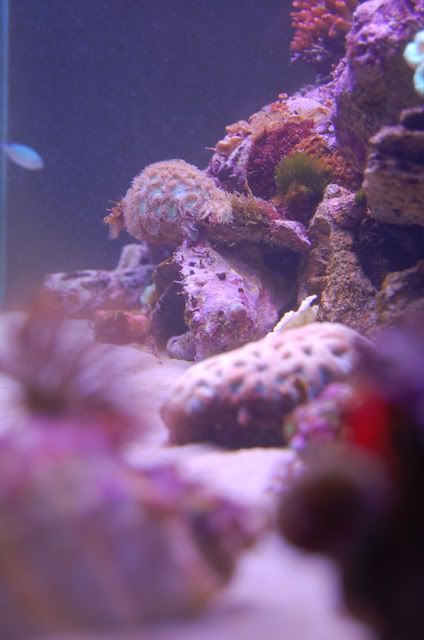 Overthereef - some pics to share