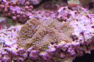 greenric2feb18 06 - some pics to share