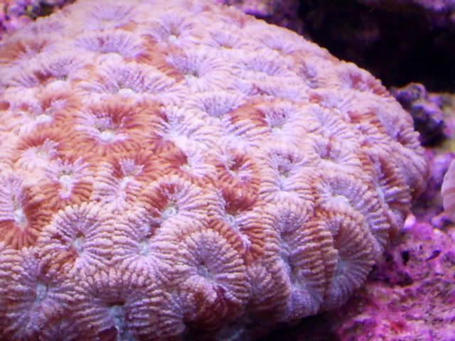 S4022766 - Some shots of my Corals :)