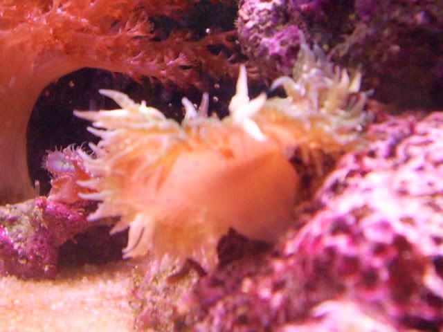 S4023021 - Some shots of my Corals :)