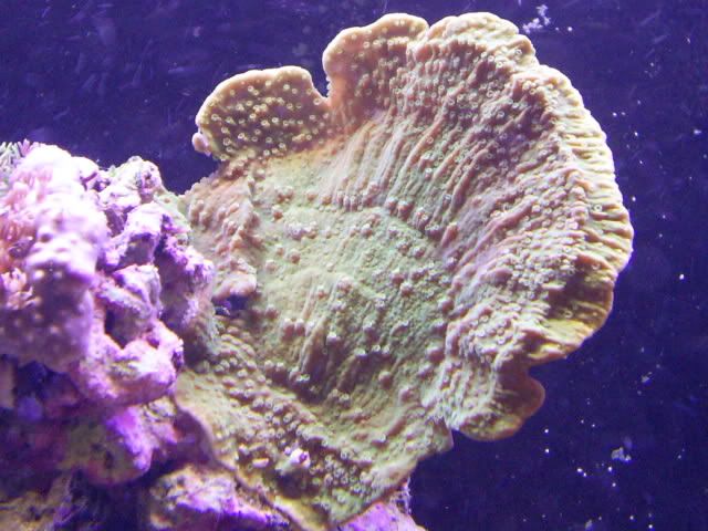 S4023081 - Some shots of my Corals :)