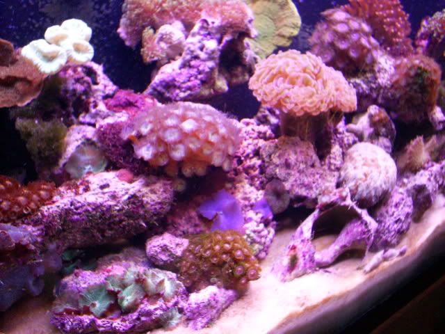 S4023123 - Some shots of my Corals :)