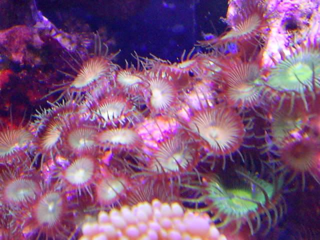 S4023285 - Some shots of my Corals :)