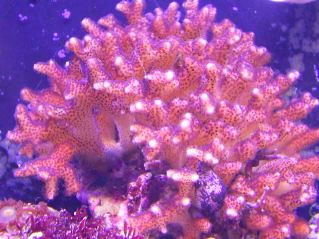 S4023289 - Some shots of my Corals :)