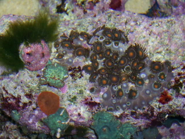 S4023532 - Some shots of my Corals :)