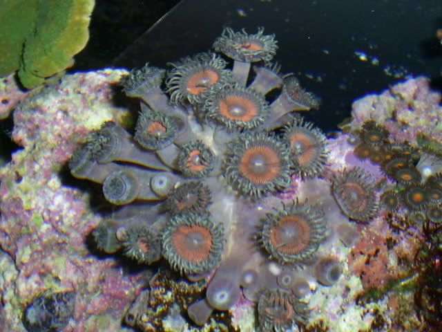 S4023550 - Some shots of my Corals :)
