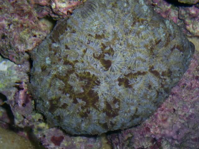 S4023569 - Some shots of my Corals :)