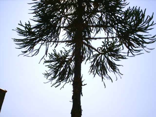 AraucariaPVH012.jpg