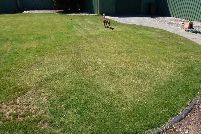 Garden Express Garden Forums View Topic 2 Lawn Pest