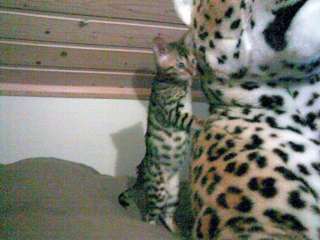 04112007005.jpg?t=1194204625