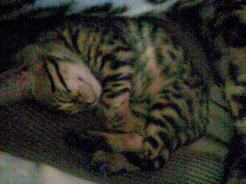 04112007009.jpg?t=1194287305