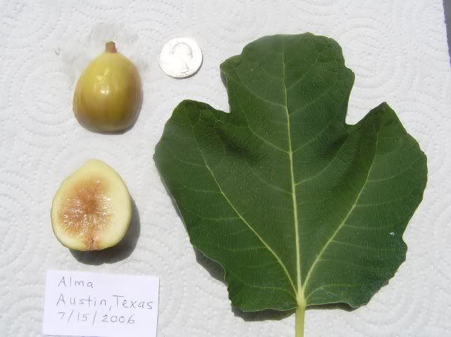 alma fig tree
