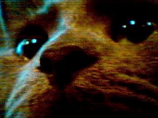 Image hosted by Photobucket.com