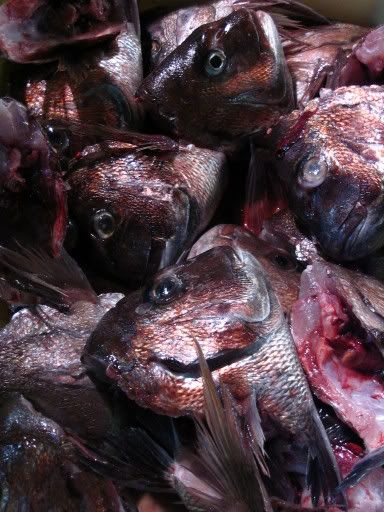 Image hosting by Photobucket