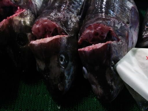 Image hosting by Photobucket