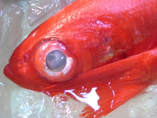 Image hosting by Photobucket