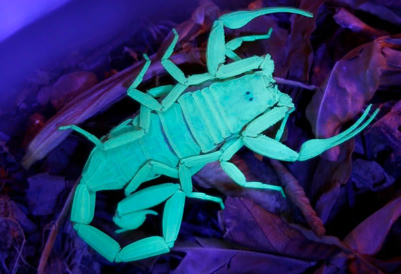 IMAGE: http://i2.photobucket.com/albums/y42/TimothyBath/ScorpionUnderablacklight1resizedfor.jpg