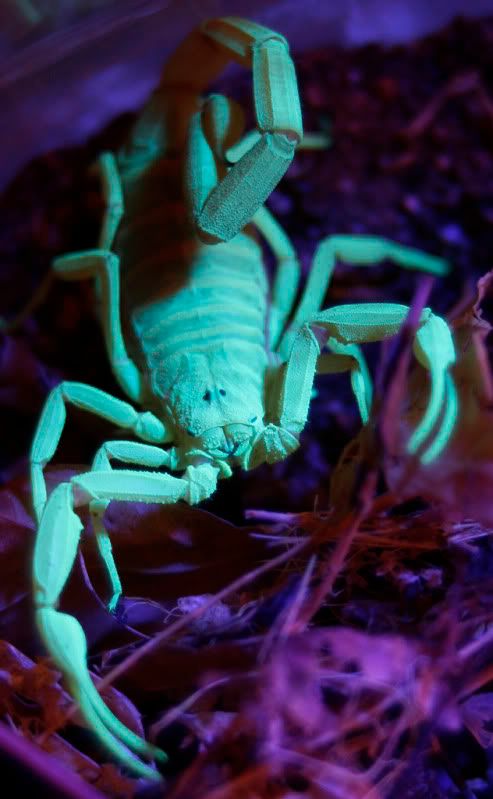 IMAGE: http://i2.photobucket.com/albums/y42/TimothyBath/ScorpionUnderablacklight2resizedfor.jpg