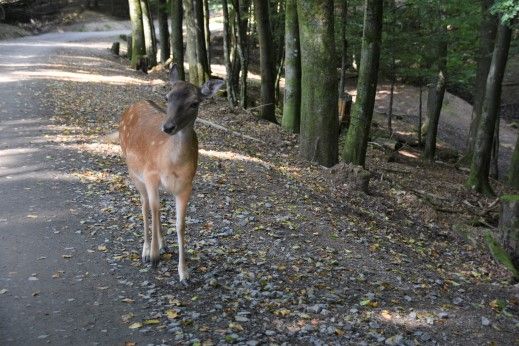 http://i2.photobucket.com/albums/y42/dommeltje/dommeltje010/dommeltje%2021/7%20Wildpark%20Daun%2061.jpg