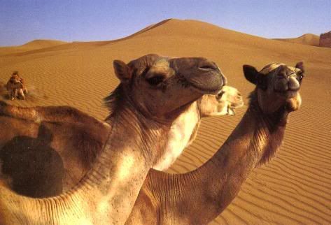 CameLs.jpg