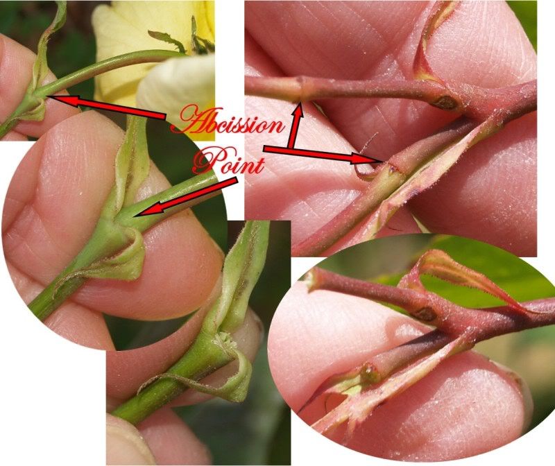 Some Of Us Found That We Fared Better Snapping Blooms Off At The Abcission Point As We Do With Tea Roses And Chinas