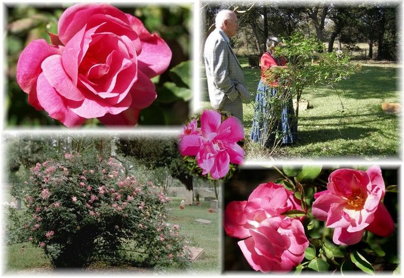 Adina, Texas photo CFA2007Coll.jpg