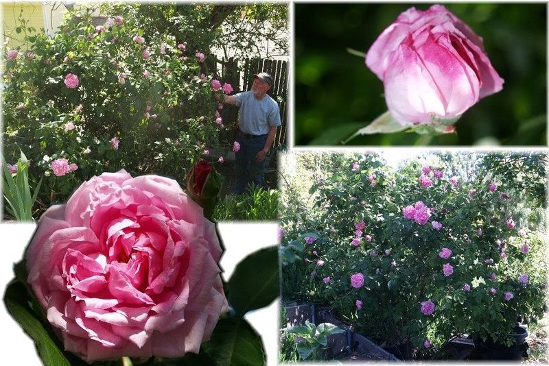 Any nearly thornless varieties of shrub roses?