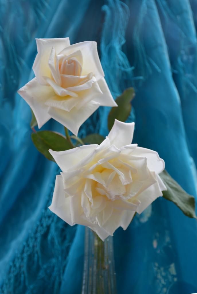 Jesse Hildreth 9/4/14 photo JESSEINBLUE29-4_zps7d270785.jpg