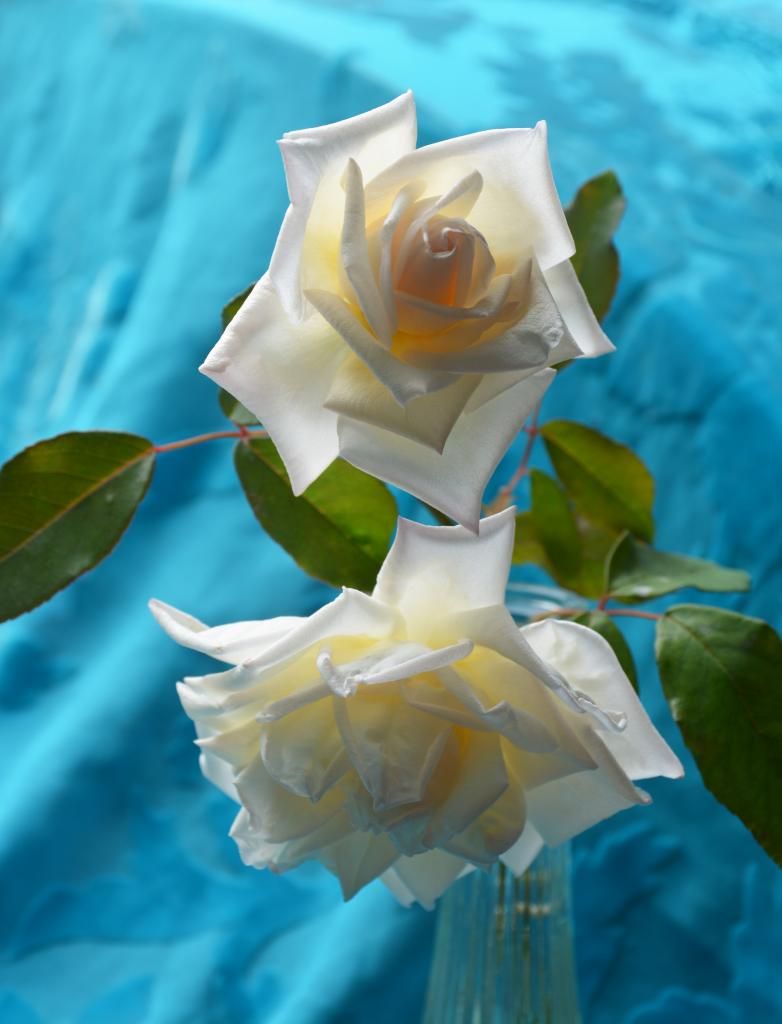 Jesse Hildreth 9/4/14 photo JESSEINBLUE9-4-14_zpse61ae560.jpg