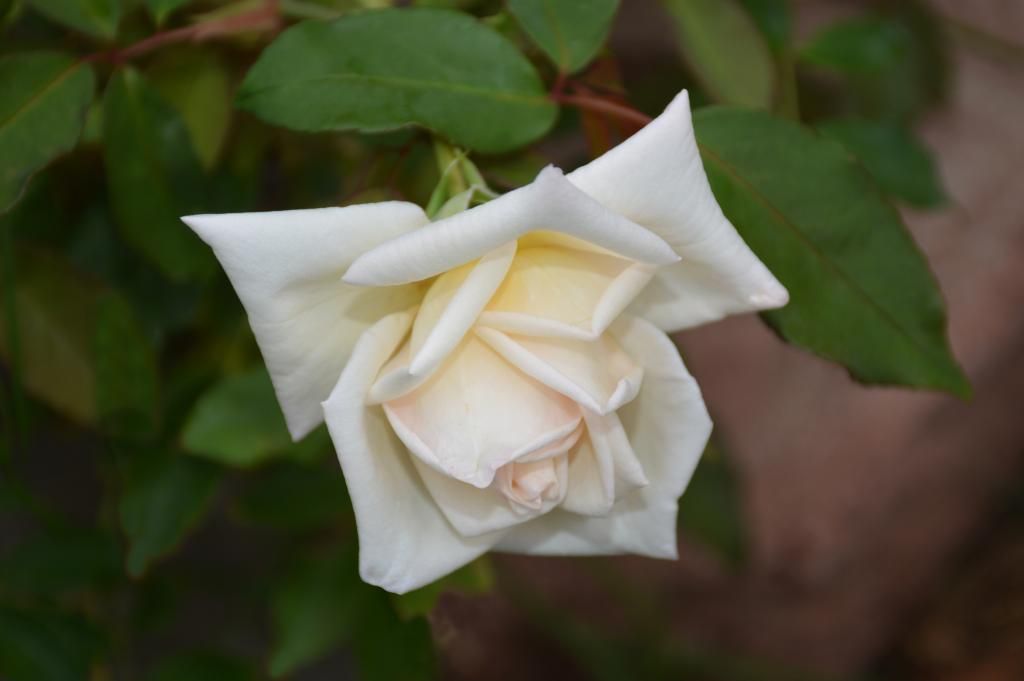 Jesse Hildreth photo JESSEINSITU9-4_zpsa8c7434c.jpg