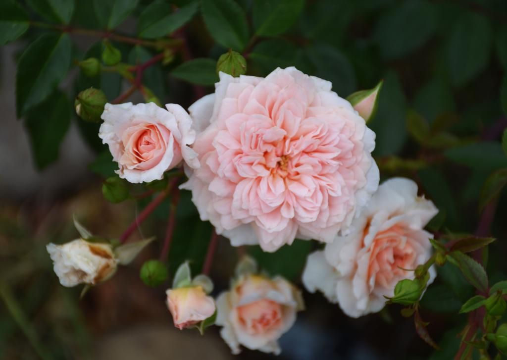  photo MELSHER7-14021CRPD_zps42145a37.jpg