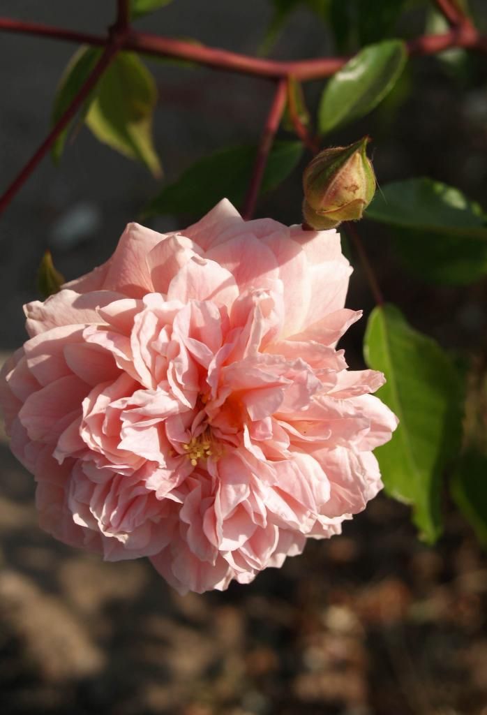  photo MELSHERITAFTERFIRE5-4-13007CRPD_zps262178ab.jpg