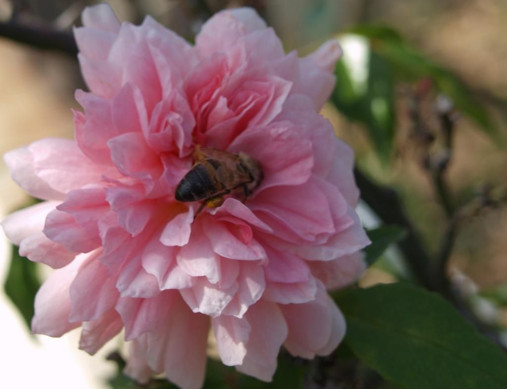  photo MELSHERwBEE5-23CRPD_zps874c9bfb.jpg