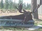 PV_ChillinMoose.jpg image by PrettyViolet