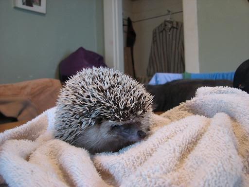 grumpy hedgehog