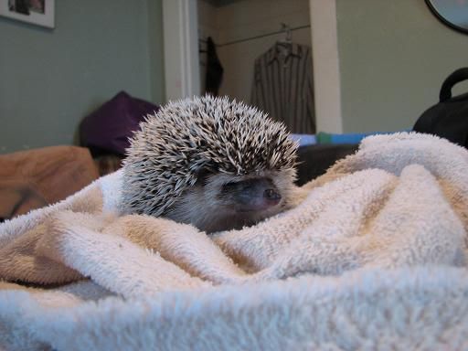 grumpy hedgehog