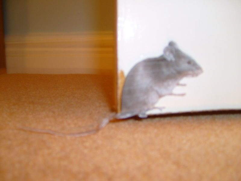 Mouse attack my pictures