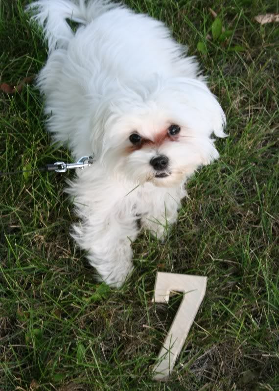 Doggie Table Numbers :  wedding 018