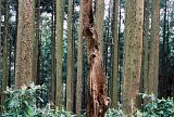 0132247-R5-032-14A.jpg image by datageneral