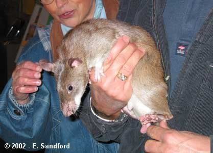 Giant Gambian Rat