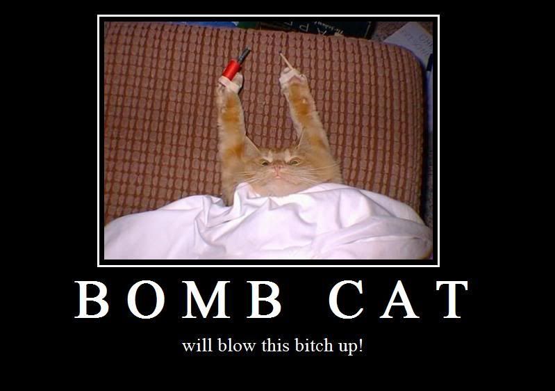 BombCat.jpg