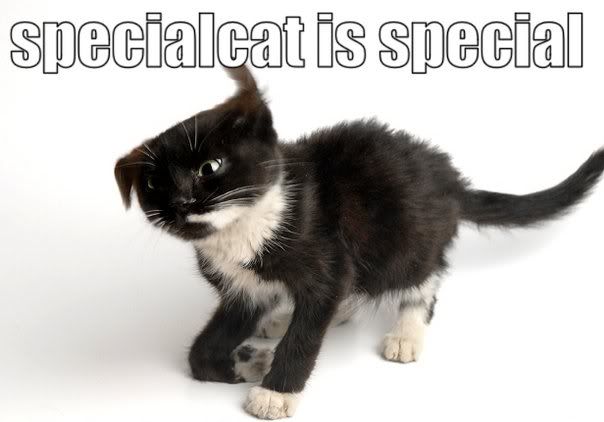 a-cat-cat-special.jpg