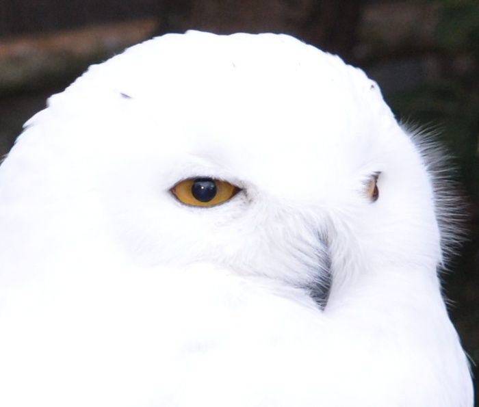 [Image: Bubo_scandiacus_qtl3_zps11d23840.jpg]