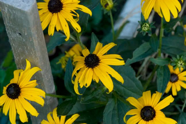 [Image: yellowflowers.jpg]
