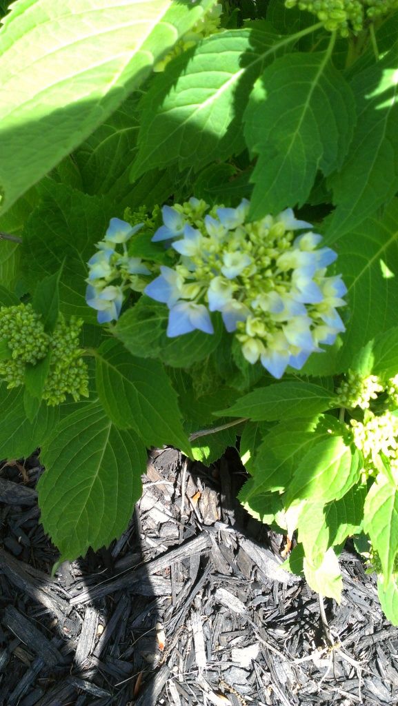 Endless Summer Hydrangea photo IMAG2368.jpg