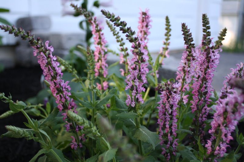 English Garden corner - purple salvia